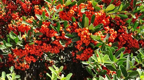 Fire Thorn Pyracantha Planting Pruning And Care