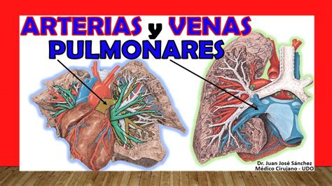 🥇 Arterias Y Venas Pulmonares Anatomía Fácil Y Sencilla Youtube