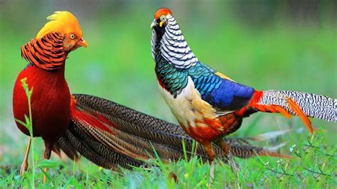 46 Most Beautiful Birds Pics Angelinajoliecoolsagt