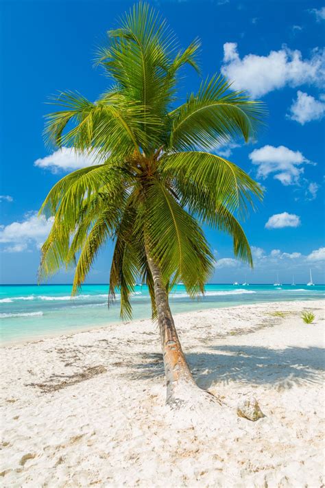 Tropical Palm Trees Tropical Beaches Beautiful Landscapes Beach