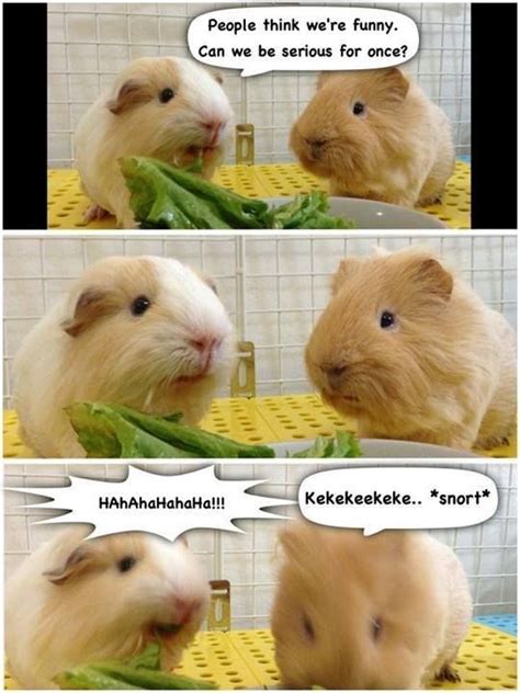 Pin On Guinea Pigs Funny