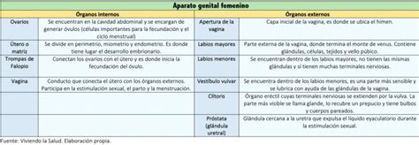 La Diferencia Entre El Aparato Reproductor Masculino Y Femenino Esta