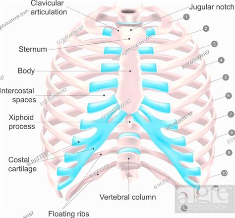 Thoracic Cage Is Made Up Of Bones And Cartilage Along It Consists Of