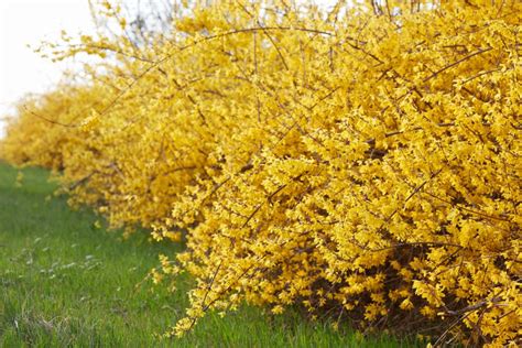 9 Recommended Spring Flowering Trees And Shrubs