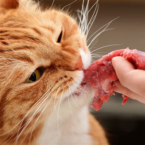 What Human Foods Can Cats Eat Cat Food Alternatives
