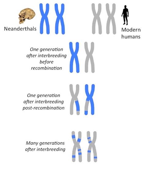 Dna Dating How Molecular Clocks Are Refining Human Evolutions Timeline