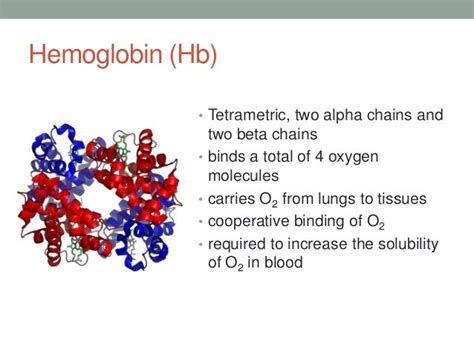 Oxygen Binding By Myoglobin And Hemoglobin