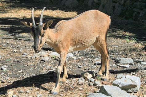 The Famous Kri Kri Goats Botanical Park Mycenaean Minoan Artificial