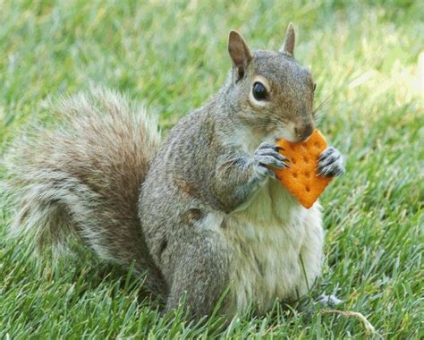 What Do Squirrels Like to Eat? (With images) | Squirrel, Squirrel funny, Cute squirrel