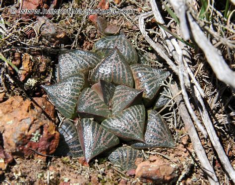 All You Wanted To Know About Haworthias Gasterias And Astrolobas Haworthia Splendens