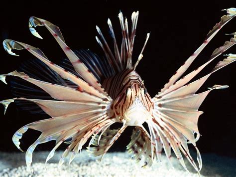 109443 Flying Fish Red Sea Fish Lionfish Underwater Rare Gallery