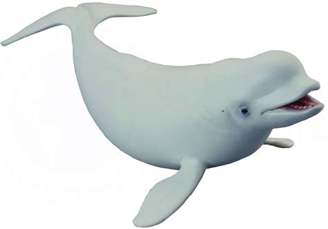 Beluga Whale Clipart Clipground