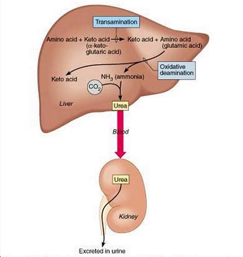 If the glucose is not immediately needed for energy, the body can store up to 2,000 calories of it in the liver and skeletal muscles in the form of glycogen. Assimilation and role of the liver - Biology Notes for ...