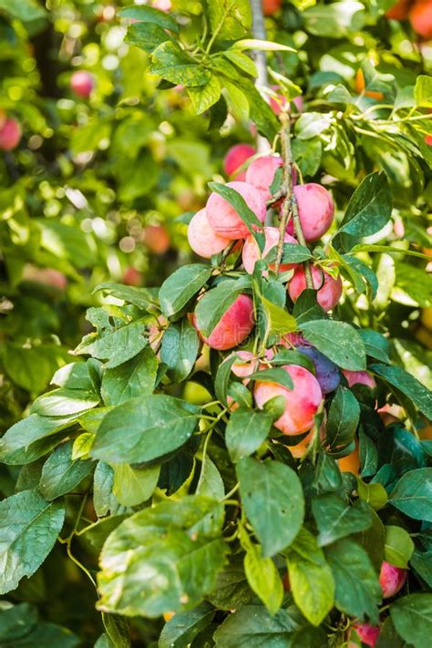 Fruits Ripe Wild Plums In The Tree Canopy Stock Image Image Of Bowl