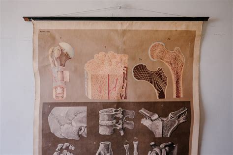 Original Anatomical Vintage German Educational School Wall Chart Bones