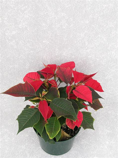Autumn Red 2004 Height Control Poinsettia Cultivation Commercial Floriculture