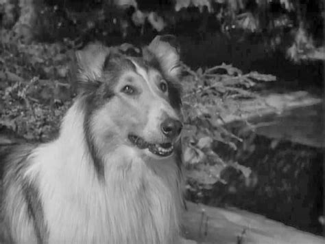 What Breed Of Dog Was Lassie Famous Tv Character Facts And Faq Pet Keen