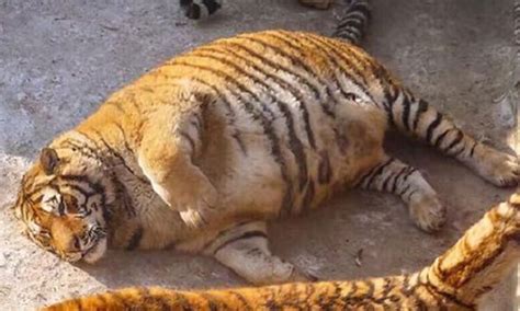When desperate, tigers eat small animals like frogs, lizards, snakes and even termites. These extremely chubby tigers may have had a little too ...