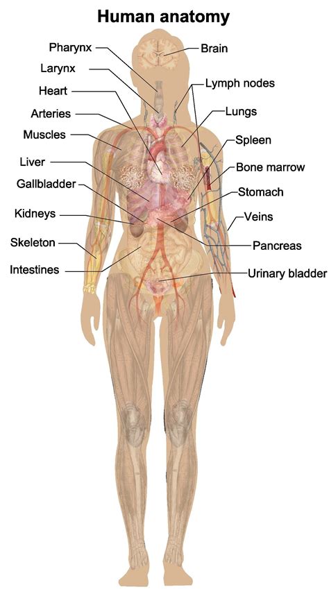 Female Body Diagram With Names Female Human Anatomy Body Internal