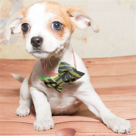 We understand that adopting a dog from abroad is probably a new experience for you: Chug dog for Adoption in Denver, CO. ADN-696531 on ...