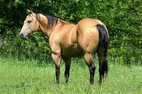 Since all buckskins have the genetic markers of a bay they also have black points. Idea by Krisxan Bell on Horses | Horses, Horse breeds ...