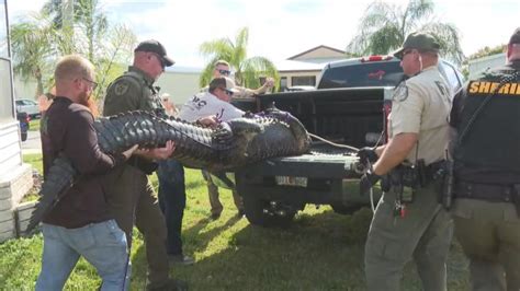 10 Foot Alligator Kills An 85 Year Old Florida Woman Who Was On A Walk