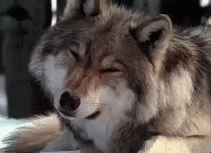 A Wolf Laying On The Ground With Its Eyes Closed