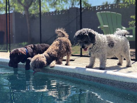 Pool Safety For Dogs Everything You Need To Know This Summer Dog