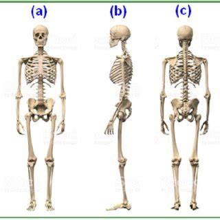 Find & download free graphic resources for human body parts. (PDF) Significance of the Structure of Human Skeleton