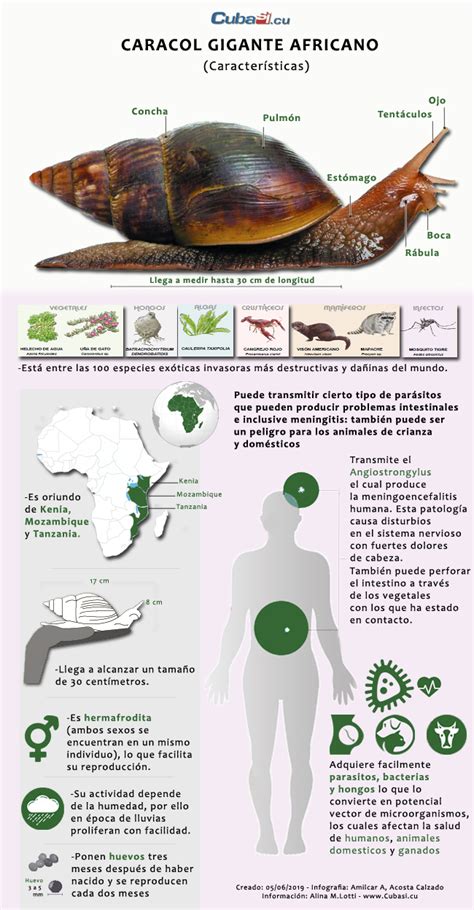 26,673 likes · 31 talking about this · 32,766 were here. Caracol gigante africano, ¿cómo enfrentarlo? (+Infografía ...