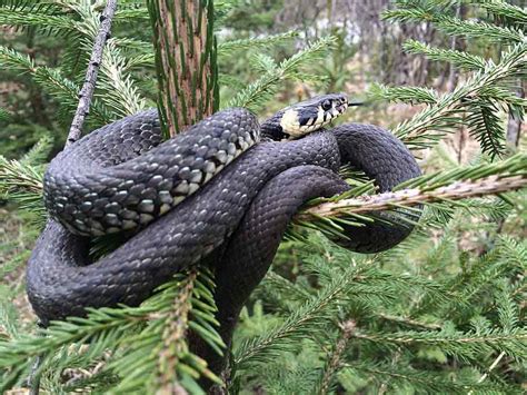 In bangladesh there are 75 to 94 (some kinds of snakes are common but different name called by locally or changing color) kinds of snakes available. Snakes Control - Agile Pest Kenya