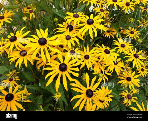 Sonnenhut Sun Hat Rudbeckia Hirta Stock Photo Alamy