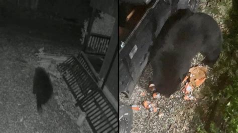 Sweet Toothed Bear Breaks Into Car Guzzles 69 Sodas Cbcca