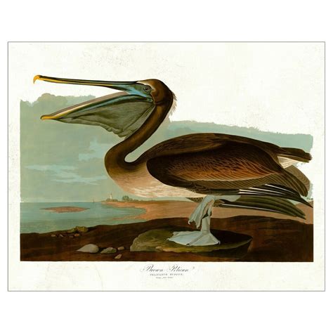 Brown Pelican Vintage Audubon Bird Print Unframed Poster