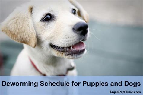 Some puppy parasites are large enough to see and treating worms and other parasites in puppies. Deworming Schedule for Puppies and Dogs - Complete Guide