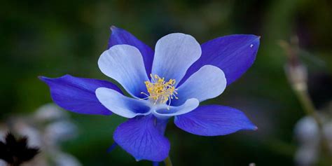 Berbagai Tanaman Hias Bunga Berwarna Biru Cantik Banget