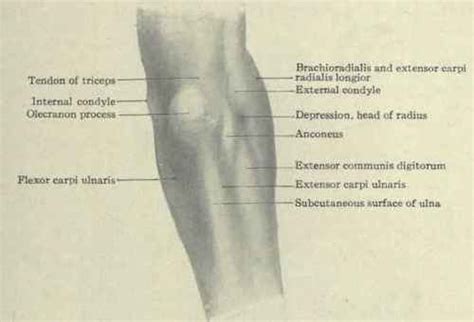 Muscles Of The Elbow Continued
