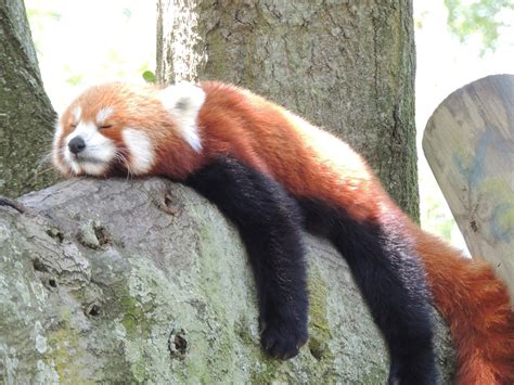 Skyenimals An Animal Blog For Kids Have You Heard Of Red Pandas