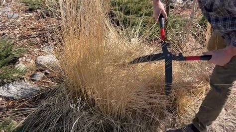 Cutting Back Karl Foerster Grass One Of The Most Popular Ornamental
