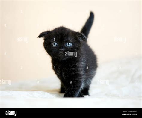 Black Scottish Fold Kitten Stock Photo Alamy