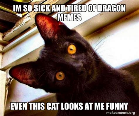 Im So Sick And Tired Of Dragon Memes Even This Cat Looks At Me Funny Overly Attached Cat