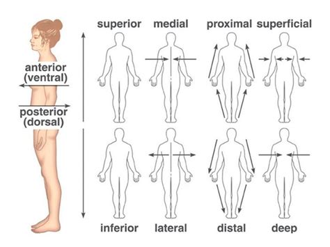 Anatomical Terms For Body Partscomplete List You Must Know Notes Read