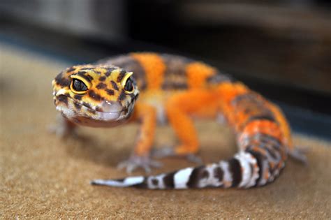 A Small Orange And Black Gecko On The Ground