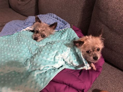 Made from 100% polyester featuring an incredibly soft sherpa fleece backside, a custom pet blanket is fantastic for snuggling on the couch, by the fireplace, or at outdoor events! Convertible Blanket Pillow | Dog blanket, Plush blanket ...