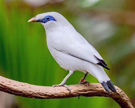 5 Jenis Burung Langka Di Indonesia Yang Terancam Punah Images And