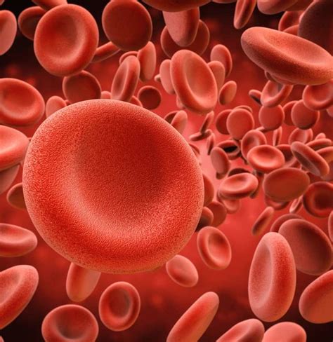 Anemia Treatments May Arise From Red Blood Cell Discovery