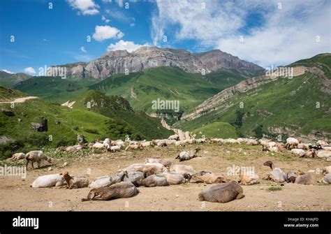 Flock Of Sheep And Greater Caucasus Panorama Near The Village Of Laza
