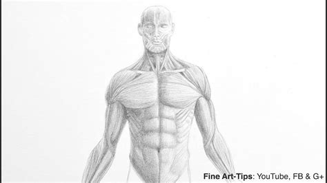 How To Draw A Male Torso Anatomy Drawing YouTube