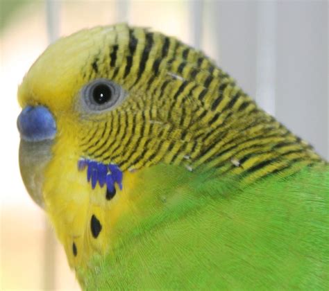 Tips For Caring For Your First Pet Budgie Parakeet Pethelpful
