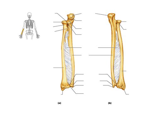 bone of the right forearm (radius and ulna) - PurposeGames